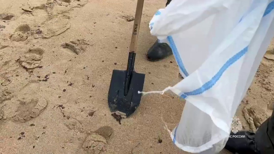 Más de 30 cetáceos muertos tras el derrame de petróleo ruso en el mar Negro