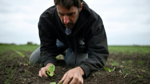 Chaleur, sécheresse: le printemps 2025 bat des records au Royaume-Uni