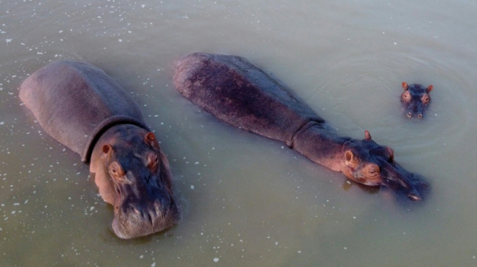 Algunos pa&iacute;ses rechazan a los hipop&oacute;tamos de Pablo Escobar por una mutaci&oacute;n gen&eacute;tica