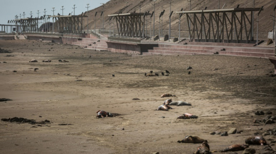 Chili: Pr&egrave;s de 9.000 esp&egrave;ces marines victimes de la grippe aviaire en cinq mois