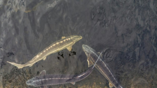 In Ostsee ausgesetzte Störe erstmals mit Satellitensendern ausgestattet