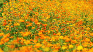 C'è un circuito genetico che lega i fiori a luce e temperatura