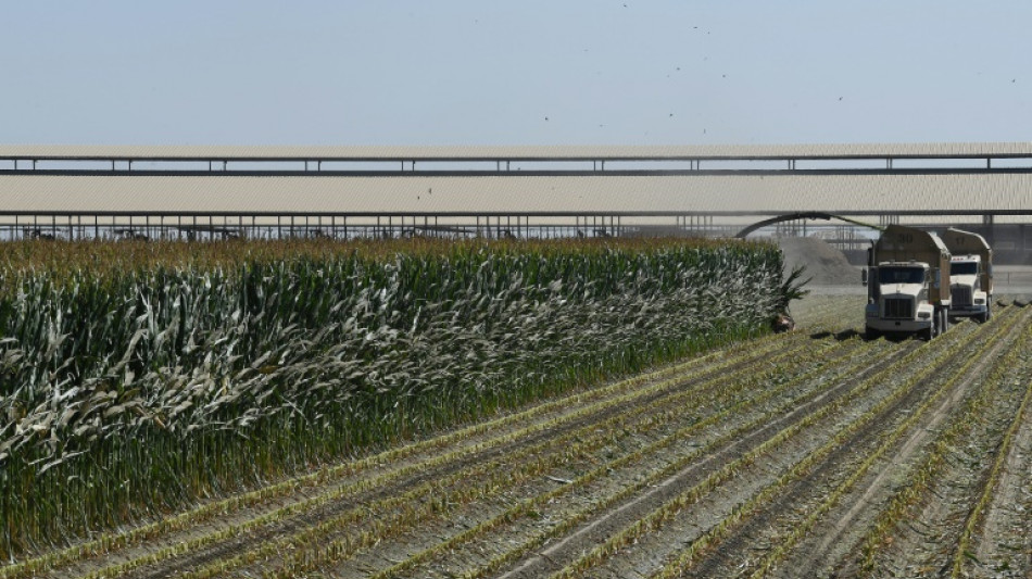 'Anxious': US farmers see tariffs threaten earnings