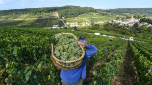 Frankreich: Cr&eacute;mant-Lese in Burgund beginnt wegen Hitzewellen so fr&uuml;h wie nie