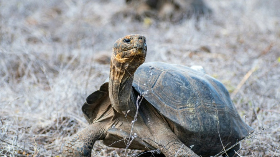 Umstrittenes Bergbaugesetz in Ecuador erlaubt Abbau auf Gal&aacute;pagos-Inseln