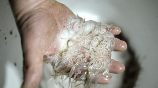 Slippery business: France jails men over eel smuggling