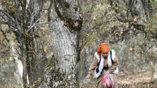 Au Kirghizstan, l'avenir incertain d'une rare forêt ancestrale de noyers