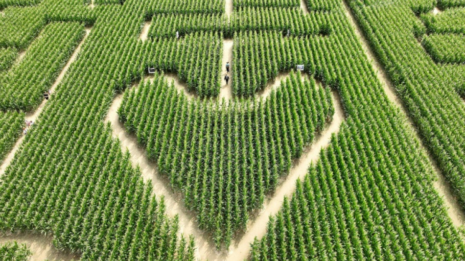 En Alsace, le labyrinthe dans le maïs fait un tabac