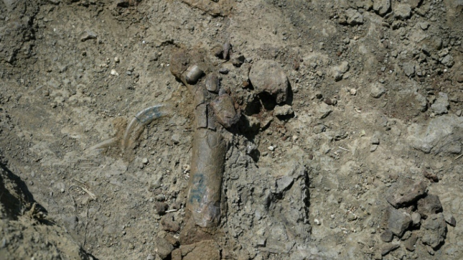 Gr&egrave;ce: d&eacute;couverte des fossiles de dix hippopotames nains en Cr&egrave;te