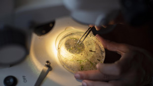 Autodistruzione cellule, scoperta causa malattia infantile Savi