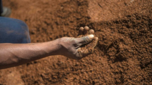Des graines de rooibos sud-africain en route vers l'espace