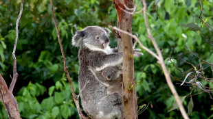 Australia halts logging for koala haven on eastern coast