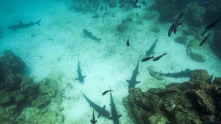 Las áreas marinas protegidas no están a salvo de la sobrepesca