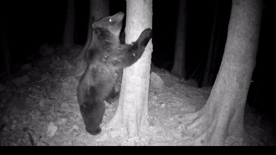 Aumenta il caldo e gli orsi si avvicinano ai centri abitati