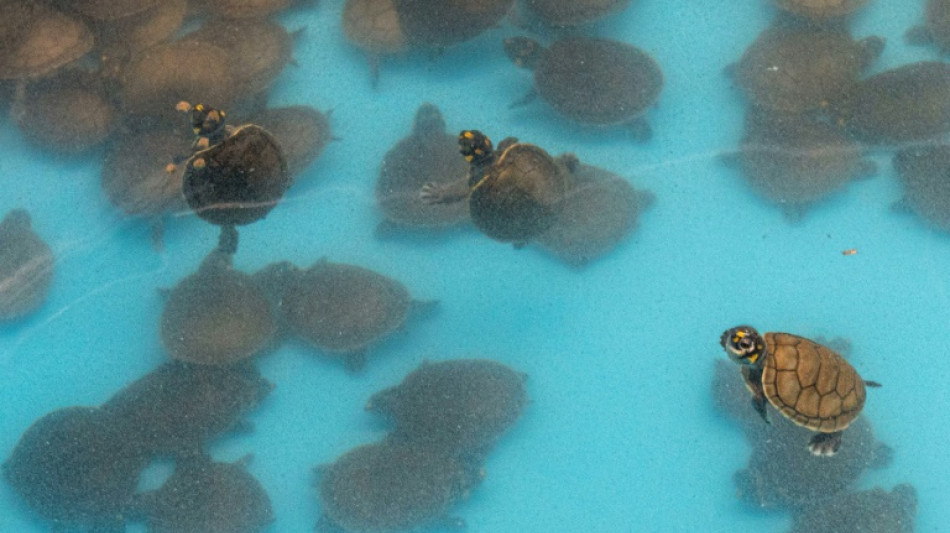 Decomisan 4.000 tortugas de la Amazon&iacute;a peruana que ser&iacute;an traficadas en Indonesia