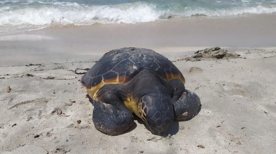 Con il mare caldo aumentano i nidi di Caretta caretta in Italia