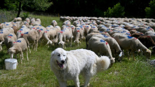 Dans les alpages, des randonneurs apprennent &agrave; montrer patte blanche face aux patous