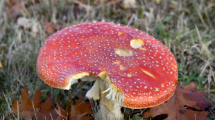 Saison des champignons: plus de 600 intoxications d&eacute;j&agrave; recens&eacute;es