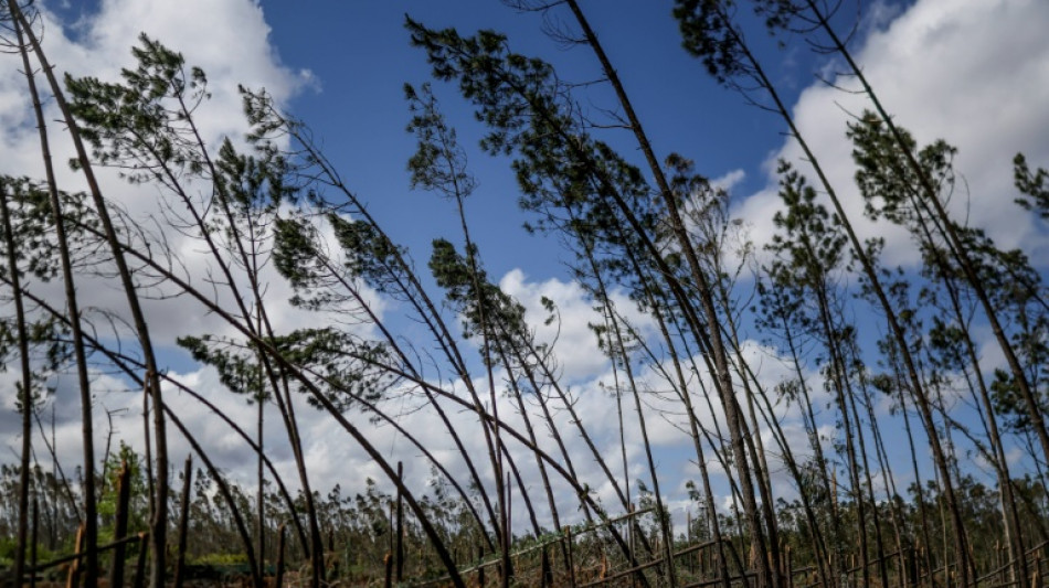 Apr&egrave;s les temp&ecirc;tes d'hiver, les for&ecirc;ts du Portugal encore plus menac&eacute;es par les incendies