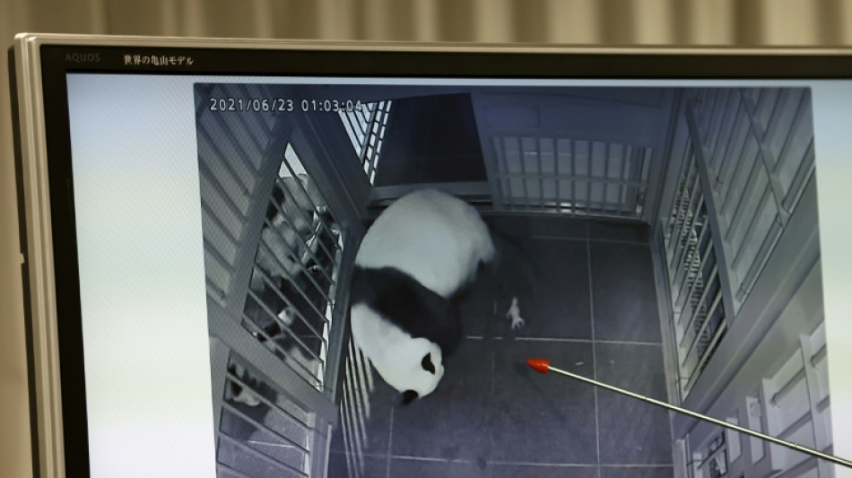 Les deux seuls pandas du Japon seront renvoy&eacute;s en Chine en janvier, selon des m&eacute;dias