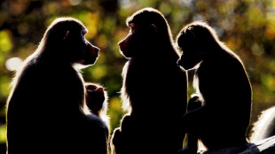 Patriarcato non è un'eredità dei primati, relazioni più sfumate