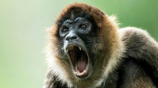 Revealed: Why monkeys are better at yodelling than humans