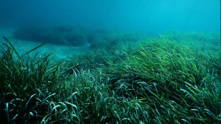 Cos&igrave; la posidonia cresce rigogliosa fino alla profondit&agrave; di 50 metri