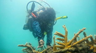 Colombian ex-fisherman swaps trade for saving Caribbean coral