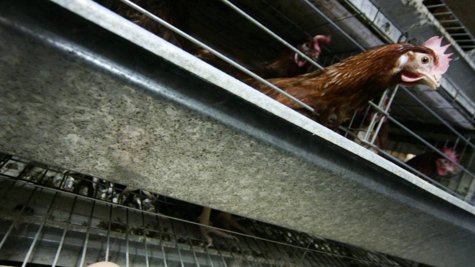 Rischio salmonella, ritirati dai supermercati Usa 19 milioni di uova