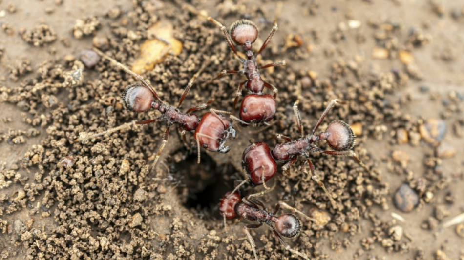 Au Kenya, les fourmis, cibles surprenantes de nouveaux braconniers